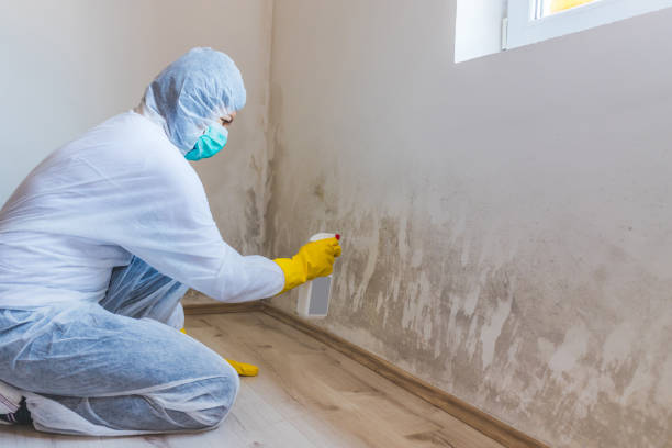 Licensed Mold Cleanup service in Lumberville, PA - WQB Mold Removal