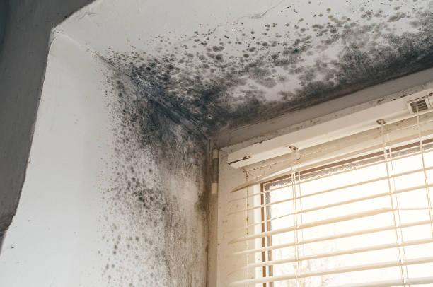 Affordable Mold Cleanup solutions in Lumberville, PA